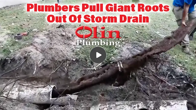 Tampa Plumbers Pull Giant Roots Out Of Storm Drain